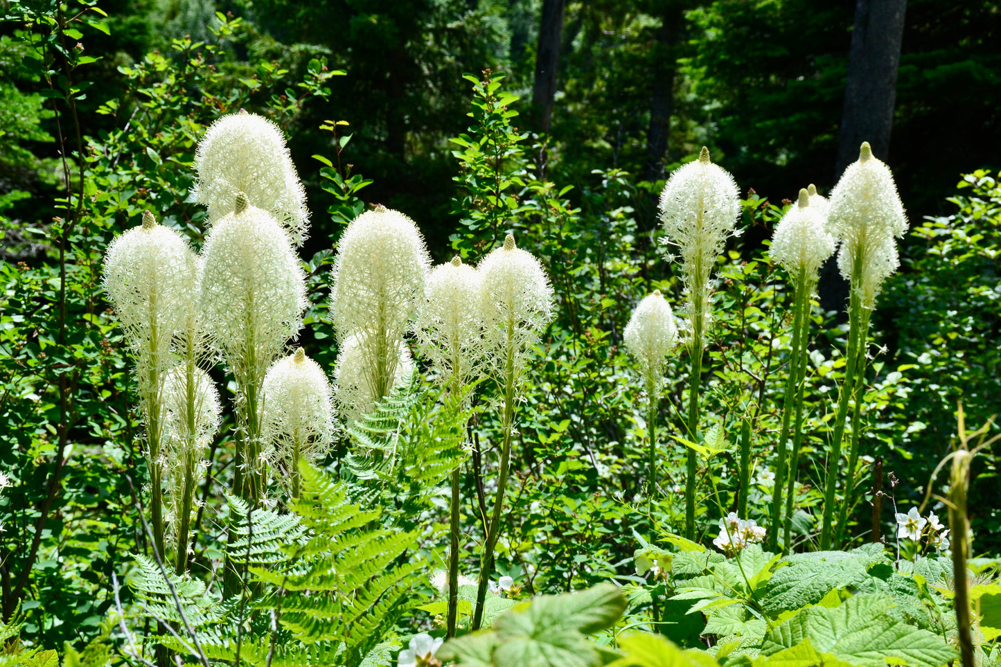 100 BEAR GRASS aka Bear LILY Beargrass Ornamental Xerophyllum Tenax Flower Seeds