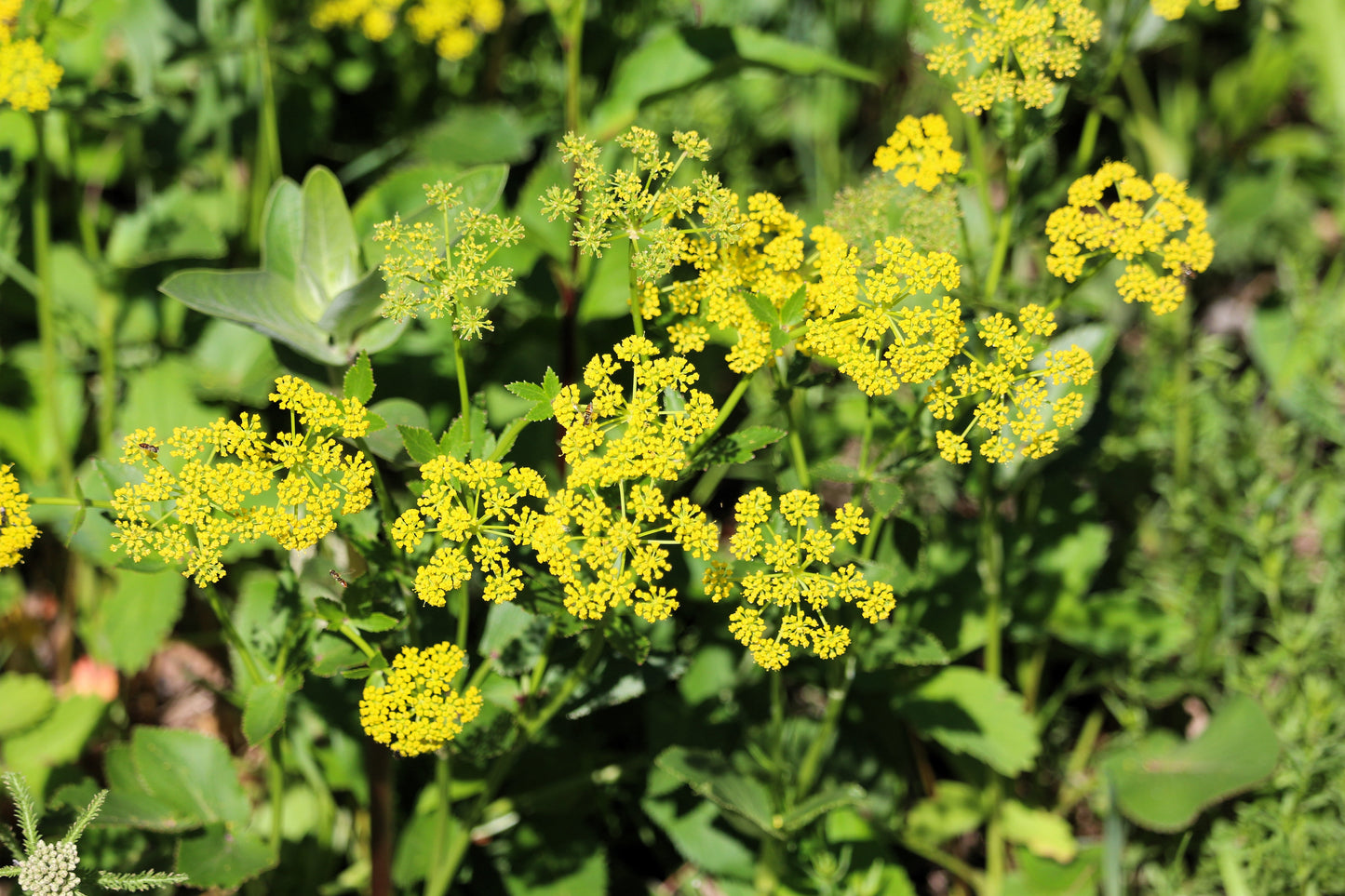 150 GOLDEN ALEXANDER (Golden Zizia / Meadow Zizia) Zizia Aurea Flower Seeds