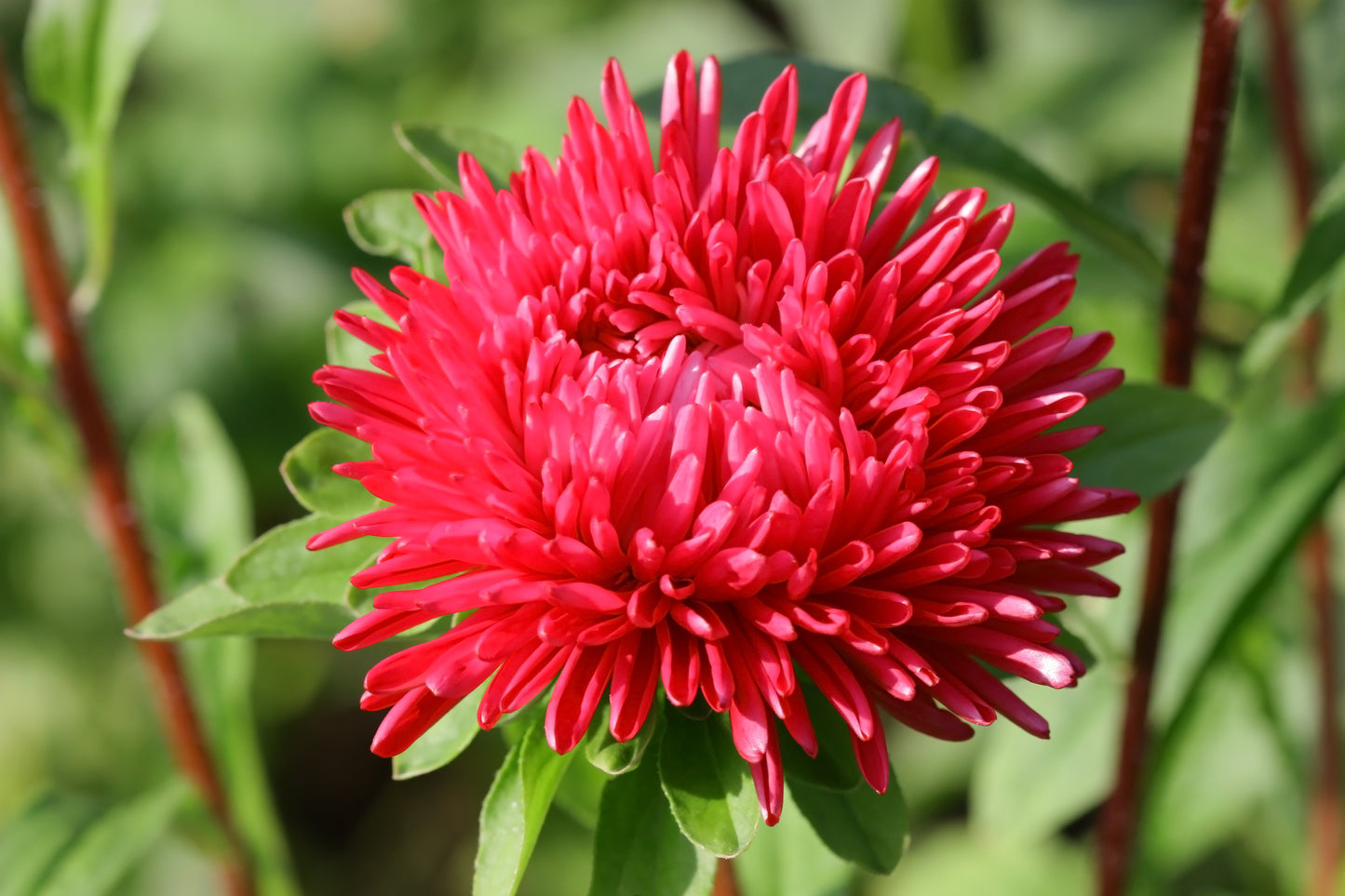 250 Double RED CHINA ASTER Callistephus Chinensis Flower Seeds