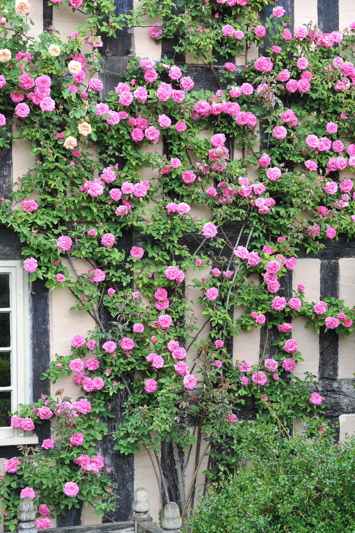 5 PINK CLIMBING ROSE Rosa Bush Vine Climber Fragrant Butterfly Flower ...