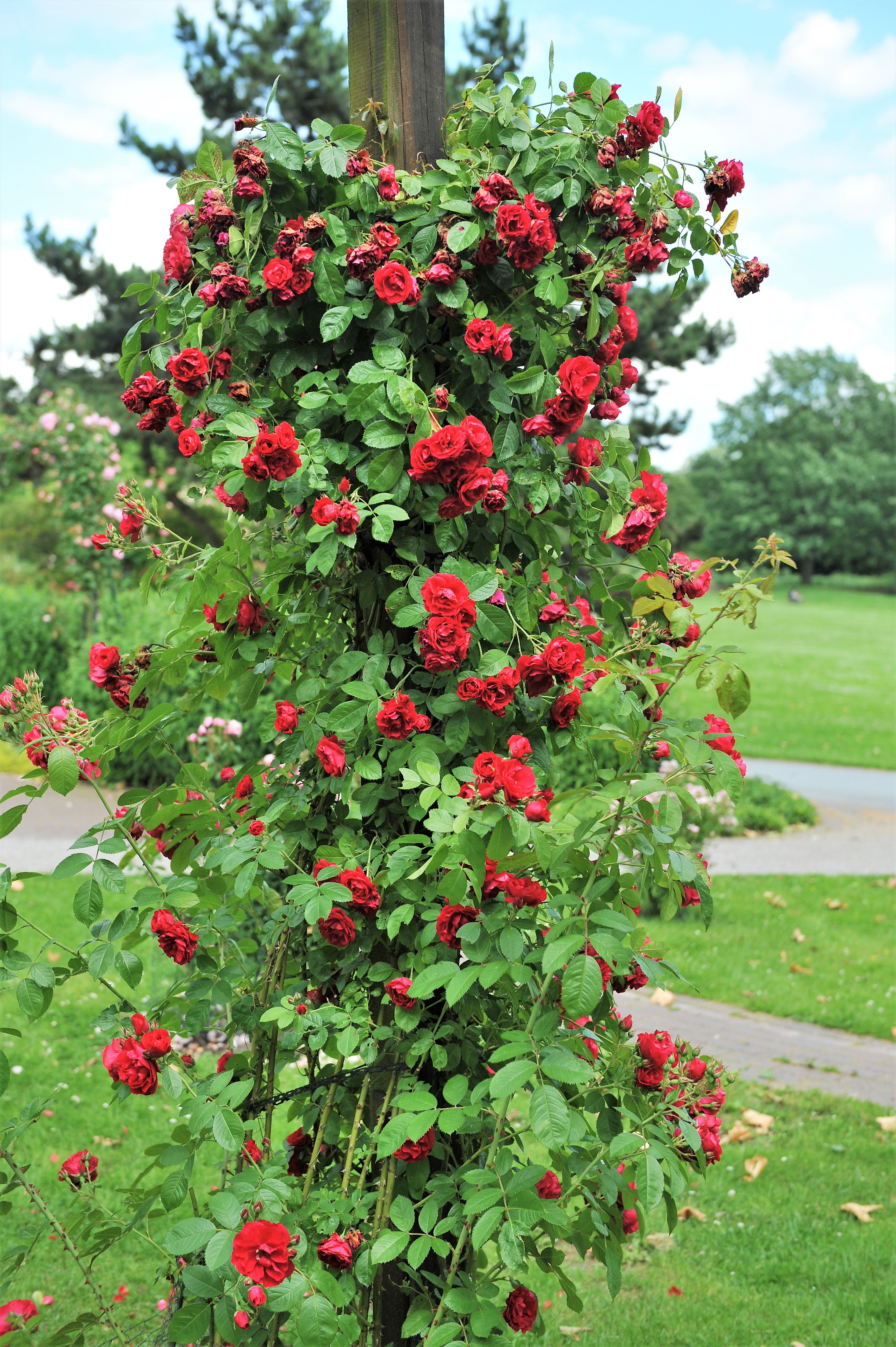 roseさま❸ 5 RED CLIMBING ROSE Rosa Bush Vine Climber Fragrant Butterfly