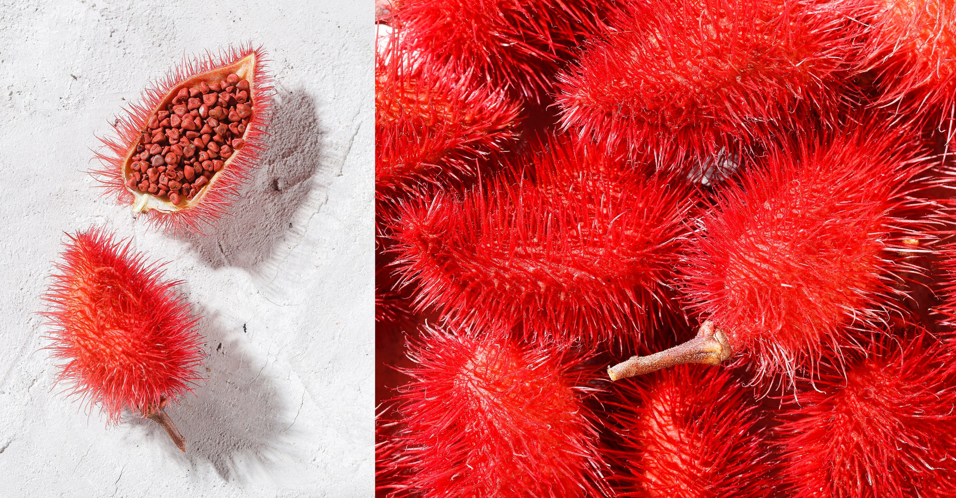 lipstick plant seeds 100 ANNATTO TREE Lipstick Plant Bixa Orellana Seeds