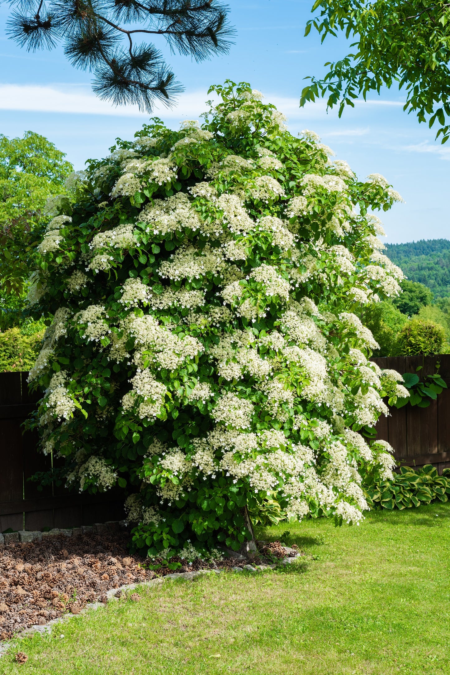 50 CLIMBING HYDRANGEA Anomala Petiolaris Vine Flower Seeds