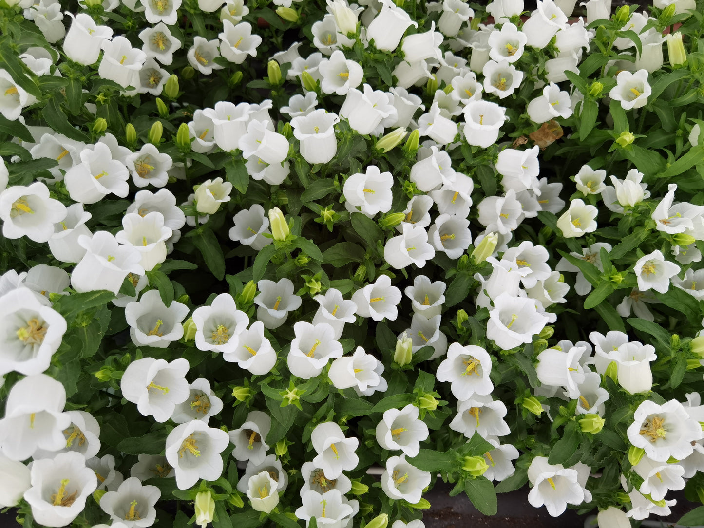 200 White CANTERBURY BELLS - CAMPANULA Medium Flower Seeds