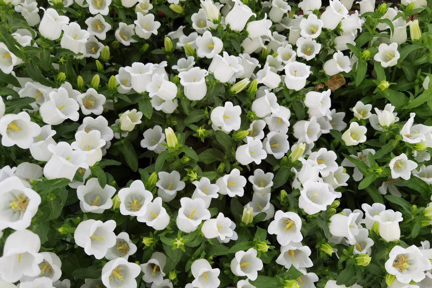 100 MIXED CANTERBURY BELLS - Crown Mix Campanula Medium Flower Seeds