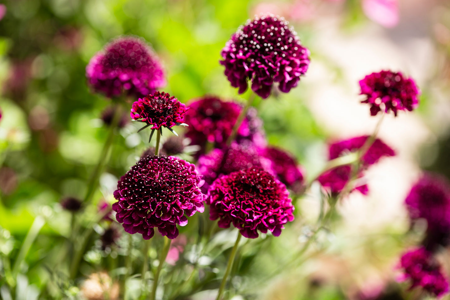 50 FINEST MIXED Colors SCABIOSA (Mourning Bride / Pin Cushion) Scabiosa Atropurpurea Flower Seeds