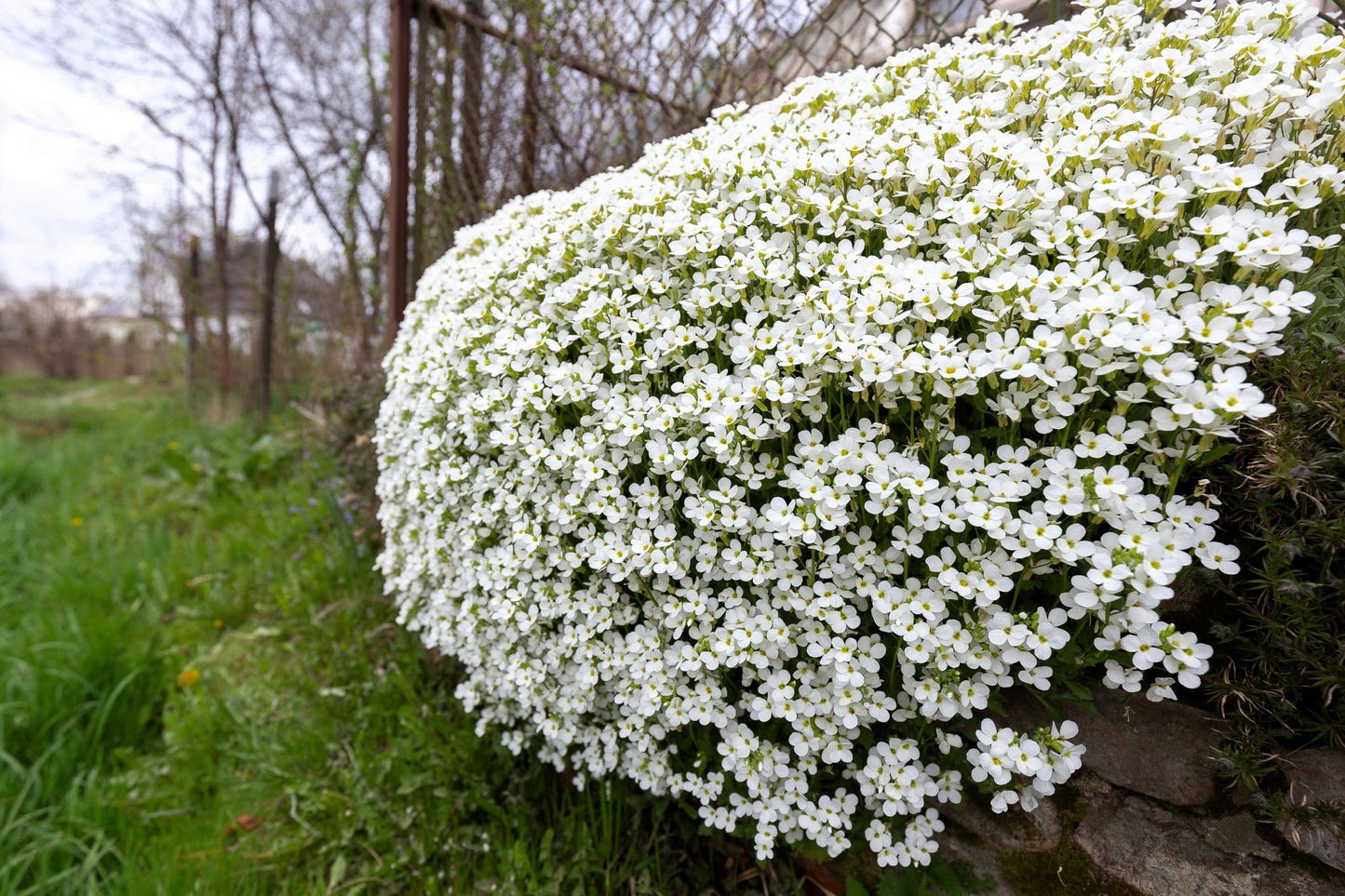 800 WHITE ALPINE ROCKCRESS Aubrieta Rock Cress Arabis Alpina Flower Seeds
