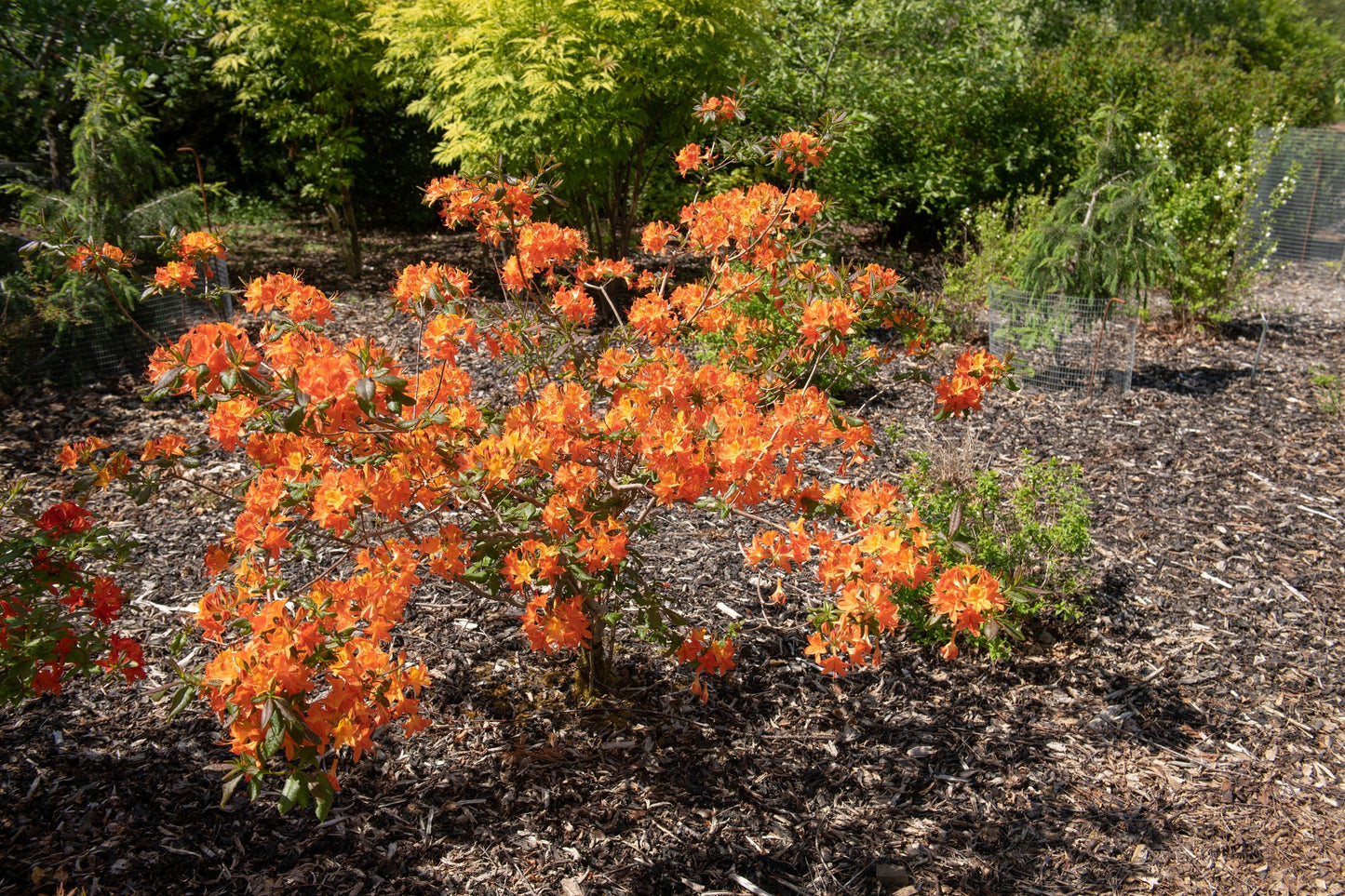 30 Orange FLAME AZALEA Rhododendron Calendulaceum Bush Shrub Flower Seeds