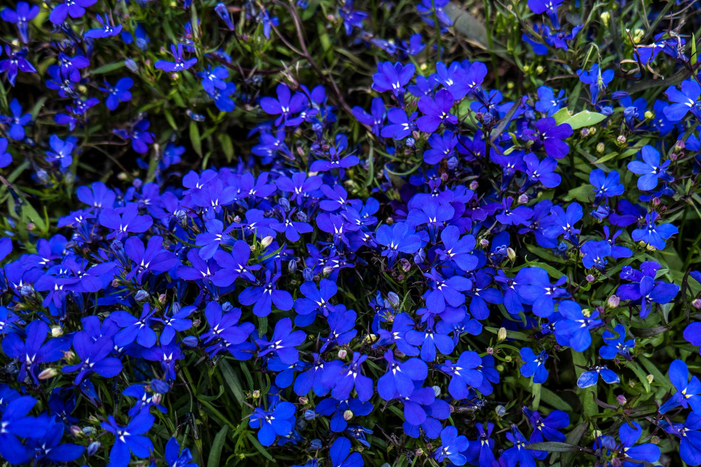 200 Electric Blue MONSOON LOBELIA Erinus Flower Seeds