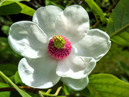 10 OYAMA MAGNOLIA TREE White Pink Flower Pink Pod Sieboldii Siebolds Shrub Seeds