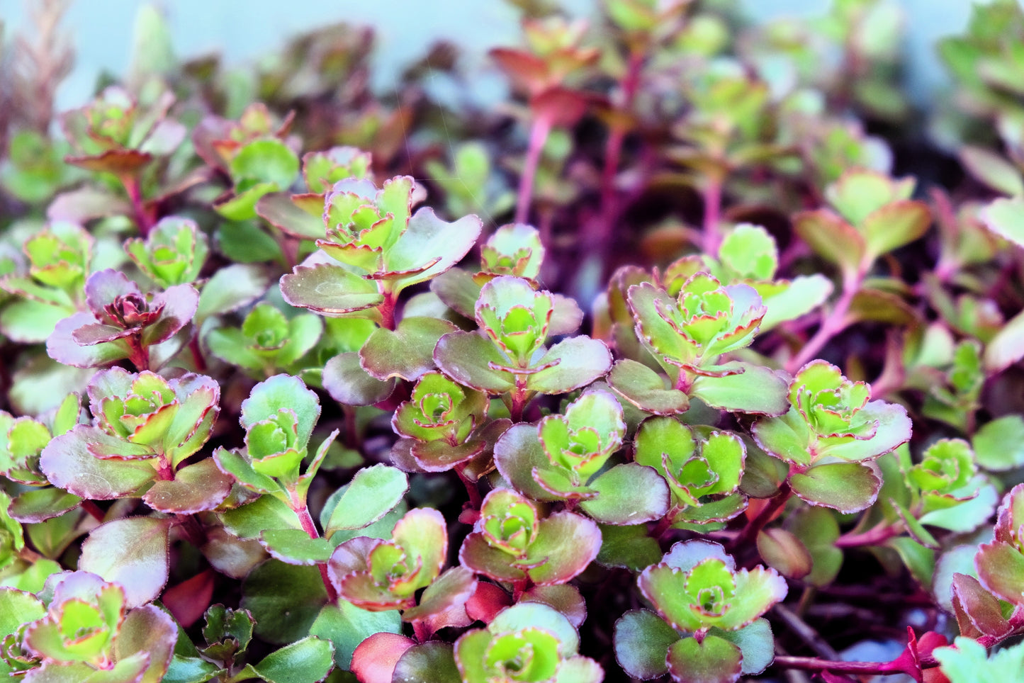 50 PURPLE CARPET SEDUM Spurium Coccineum Groundcover Flower Seeds