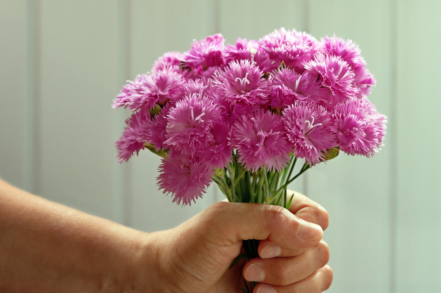 200 COTTAGE PINKS Mixed Colors (Garden, Laced, Feathered Pink) Dianthus Plumarius Flower Seeds