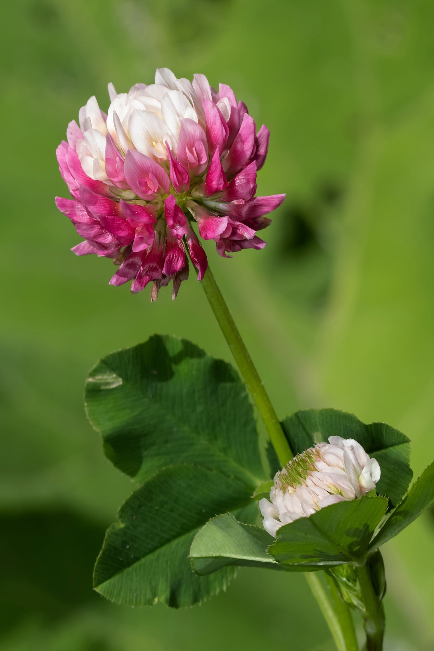 1500 ALSIKE CLOVER Trifolium Hybridum Pink & White Flower Legume Seeds