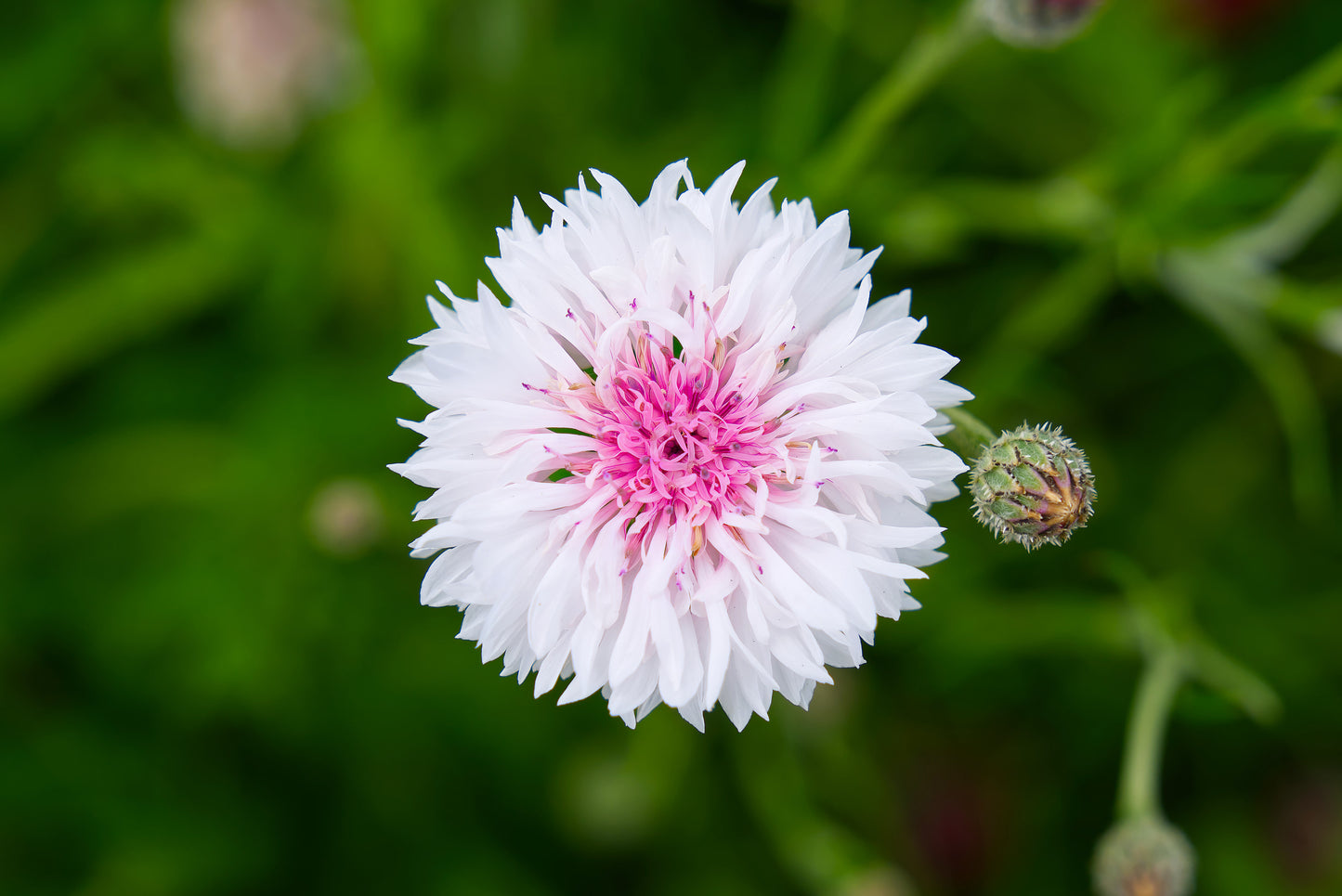 750 White BACHELOR'S BUTTON / CORNFLOWER Centaurea Cyanus Flower Seeds