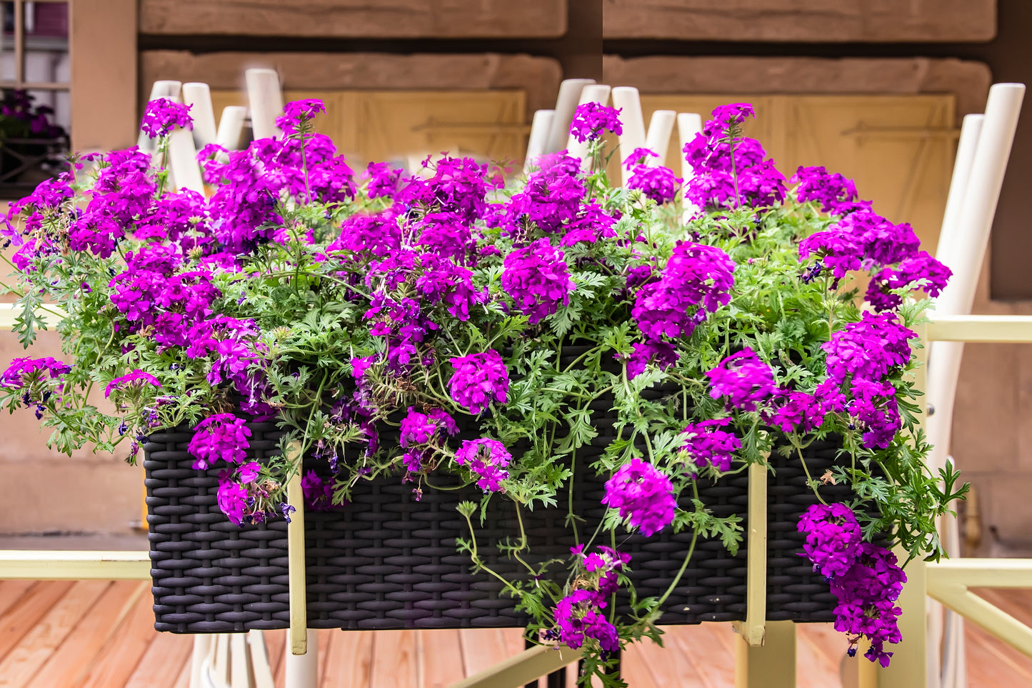 200 Pink & Purple MOSS VERBENA Verbena Tenuisecta Fragrant Hummingbird Flower Seeds