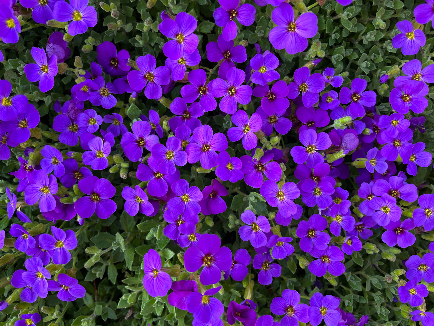 400 RAINBOW ROCKCRESS Rock Cress Large Flowered Aubrieta Cultorum Flower Seeds