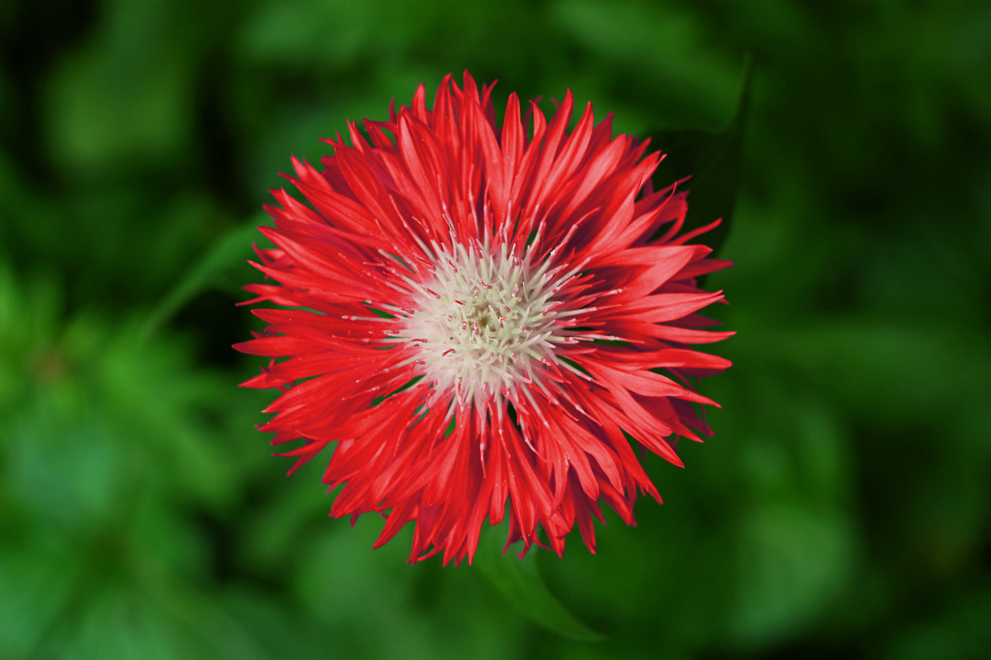 750 Red BACHELOR'S BUTTON / CORNFLOWER Centaurea Cyanus Flower Seeds