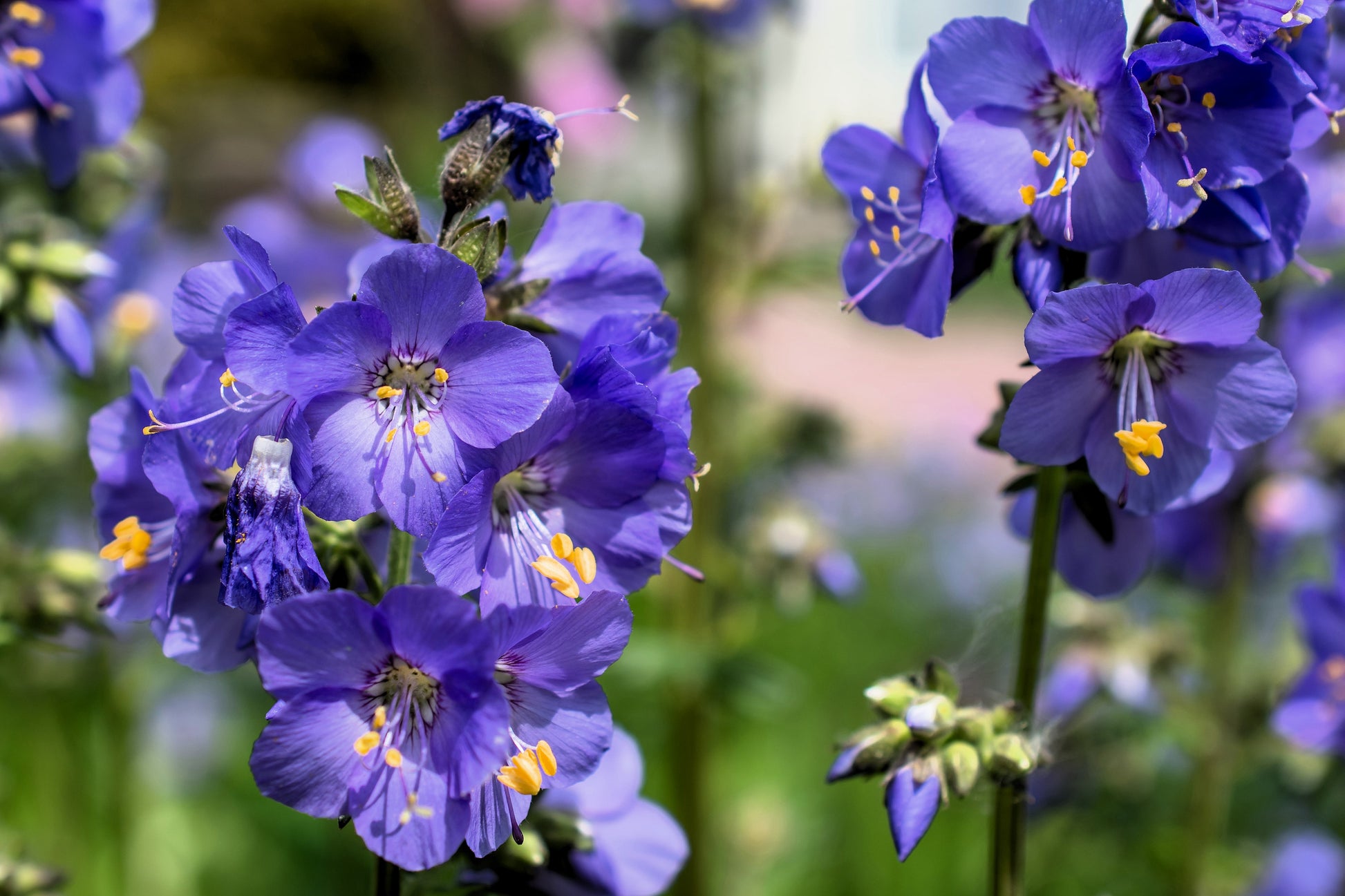 blue pearl potted plant succulent seeds 100 BLUE PEARL POLEMONIUM ( Jacobs Ladder ) Polemonium Caeruleum Flower Seeds