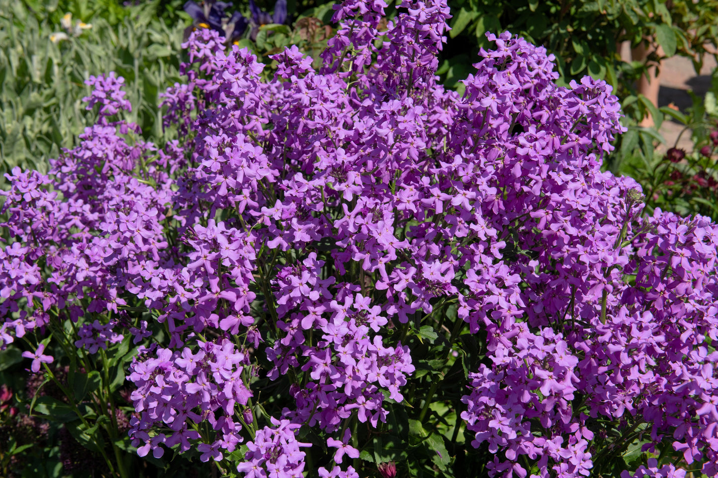 1500 DAMES ROCKET (Danask Violet) Hesperis Matronalis Dame's Purple Flower Seeds