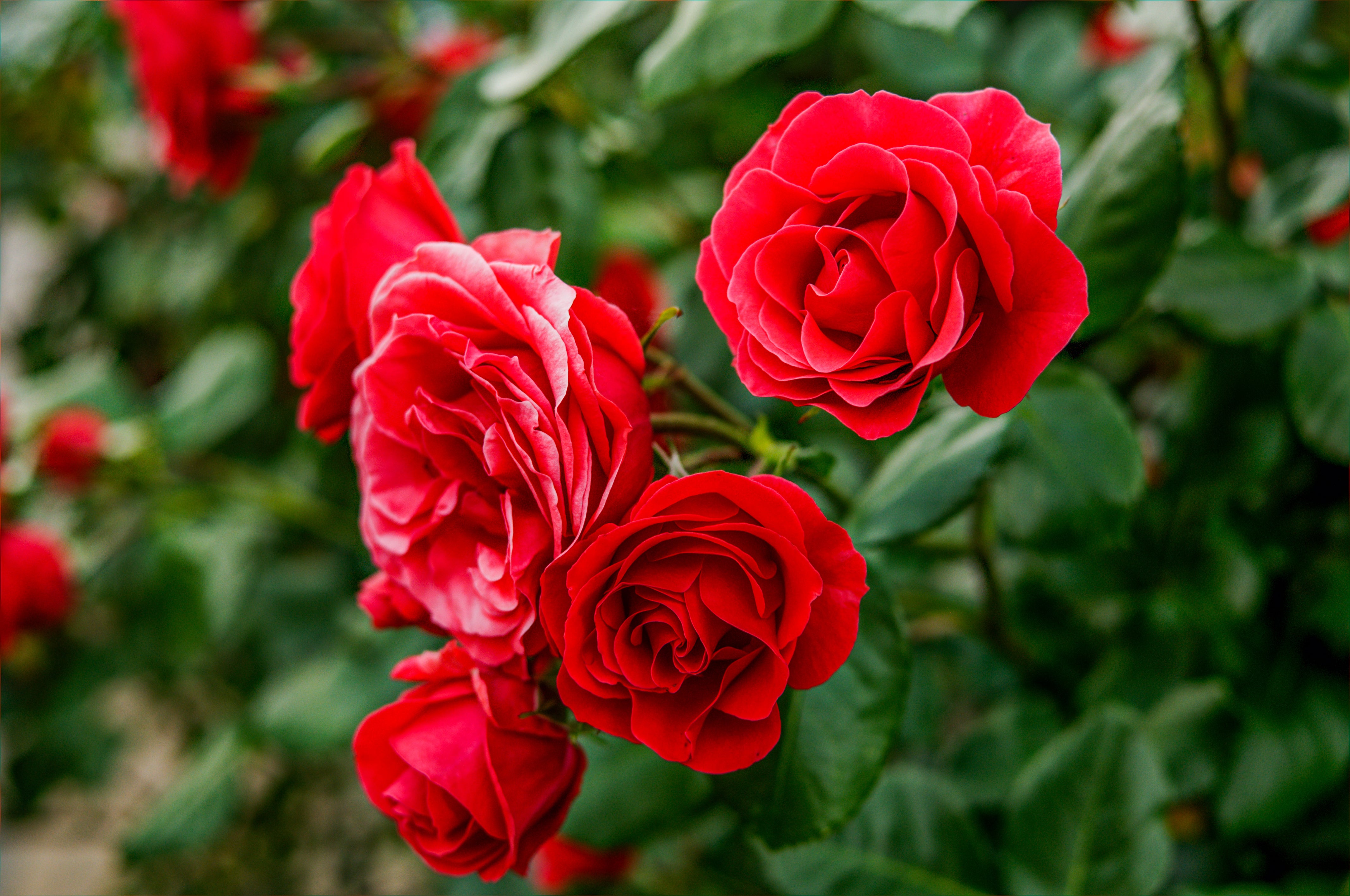 5 RED CLIMBING ROSE Rosa Bush Vine Climber Fragrant Butterfly