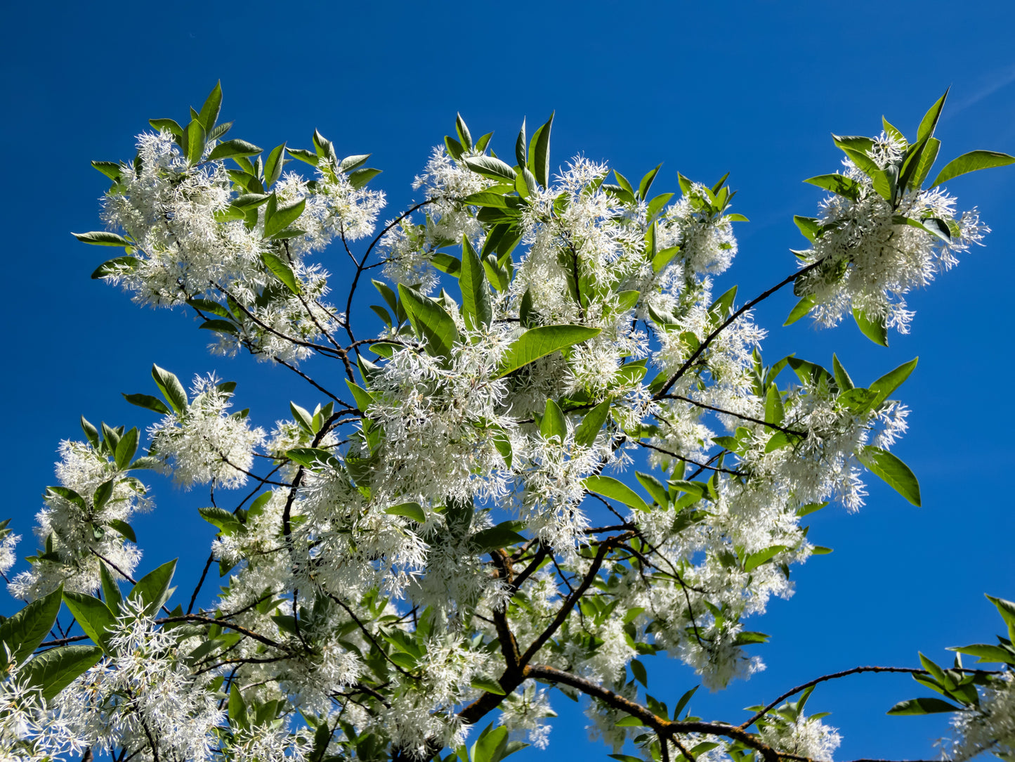 3 FRINGE TREE Chionanthus Virginicus Old Man's Beard White Flower Seeds