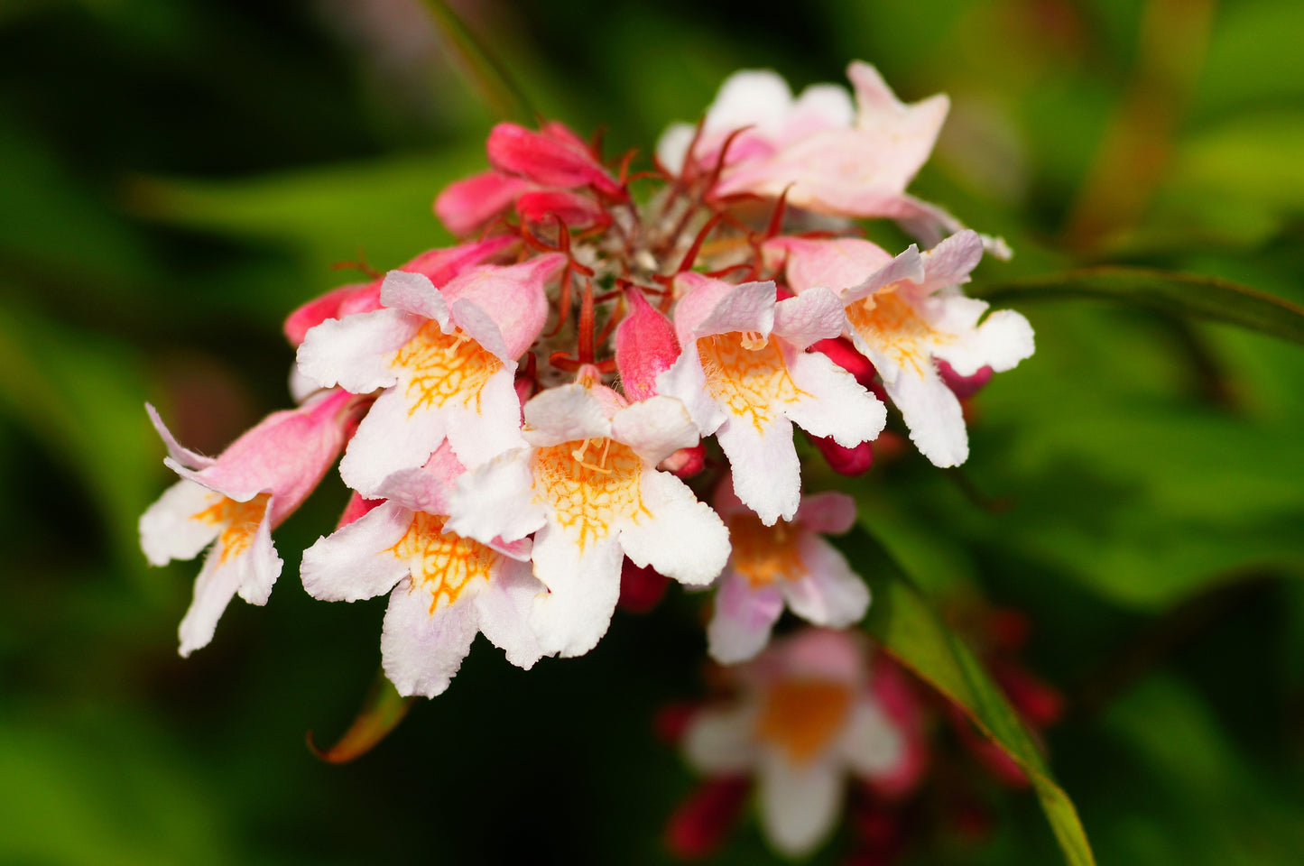 10 BEAUTY BUSH SHRUB Beautybush Kolkwitzia Amabilis Pink & White Flower Red Berry Seeds