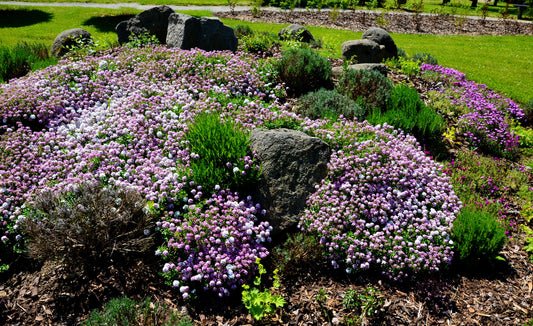 2000 Fairy DWARF MIX CANDYTUFT Iberis Umbellata Flower Seeds