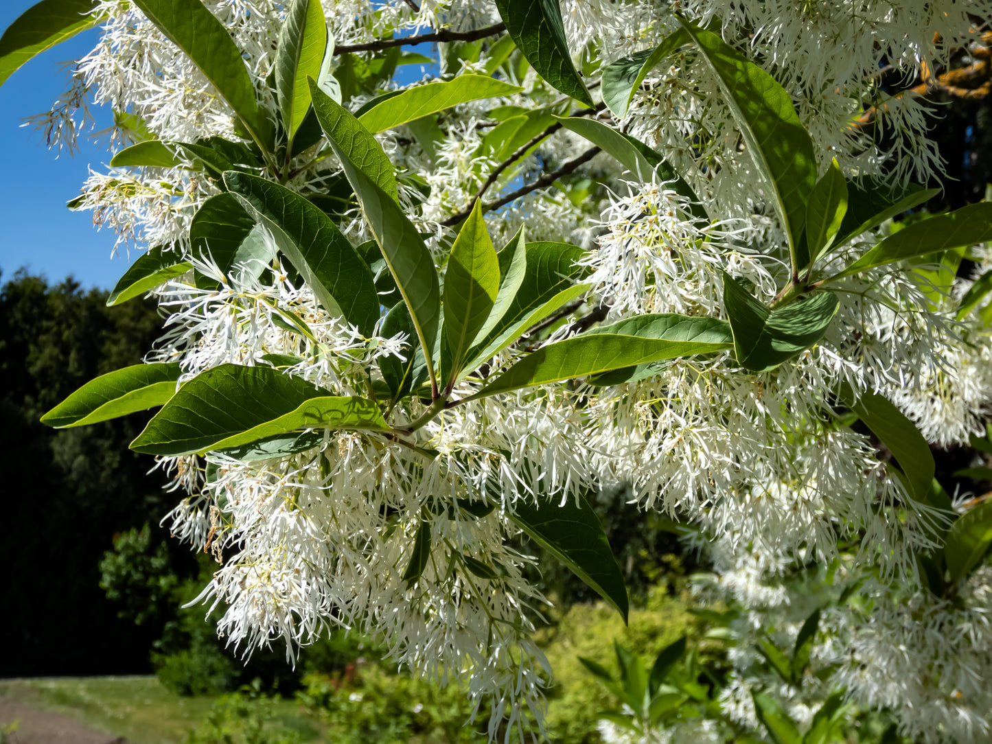 3 FRINGE TREE Chionanthus Virginicus Old Man's Beard White Flower Seeds