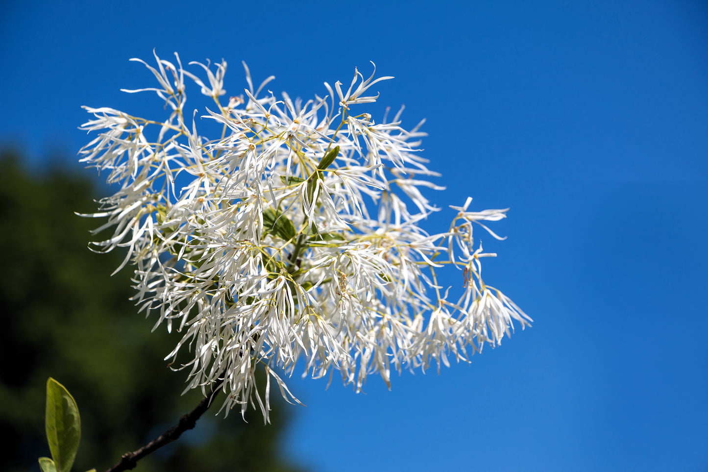 3 FRINGE TREE Chionanthus Virginicus Old Man's Beard White Flower Seeds