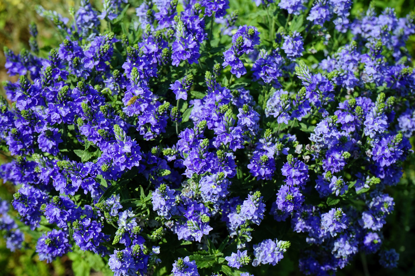 75 ROYAL BLUE SPEEDWELL Veronica Austriaca Teucrium Flower Seeds