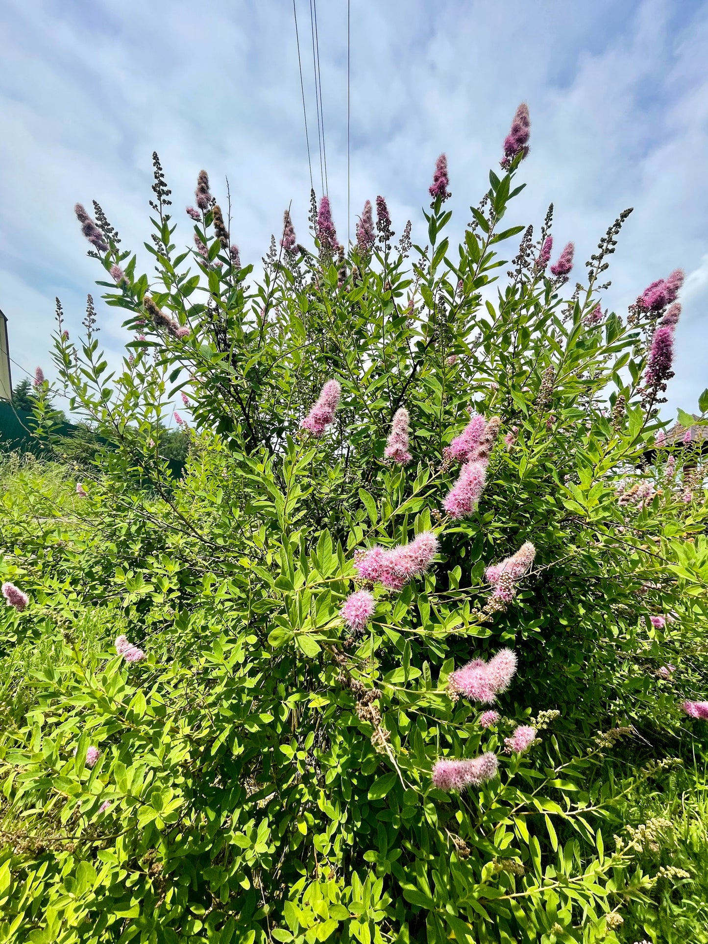 50 Pink STEEPLEBUSH Hardhack Meadow Sweet Spirea Spiraea Tomentosa Shrub Flower Seeds