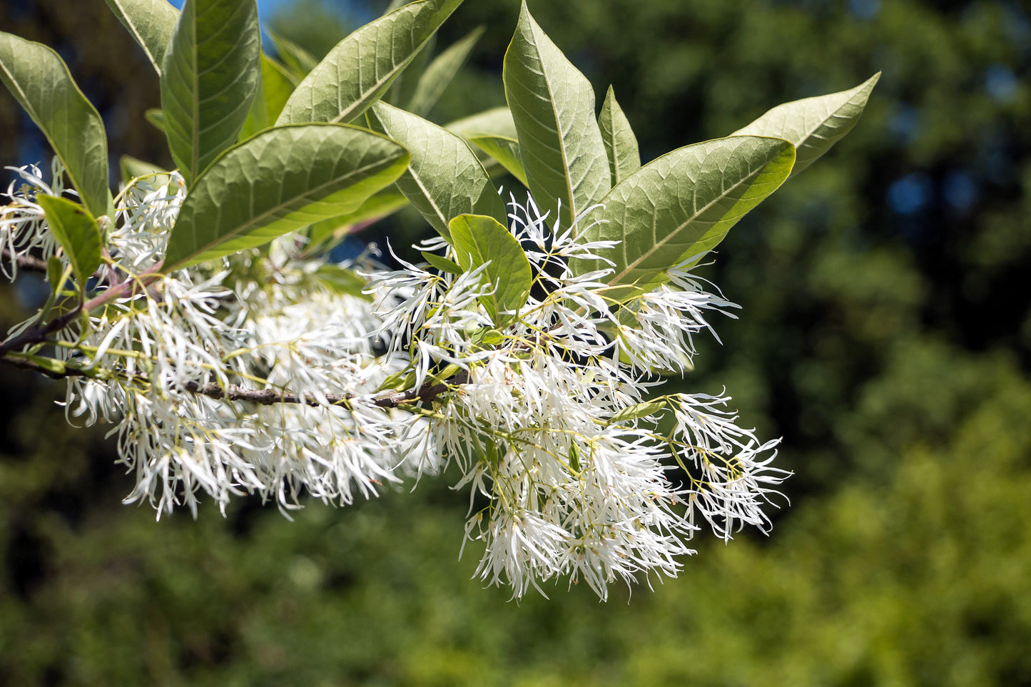 3 FRINGE TREE Chionanthus Virginicus Old Man's Beard White Flower Seeds