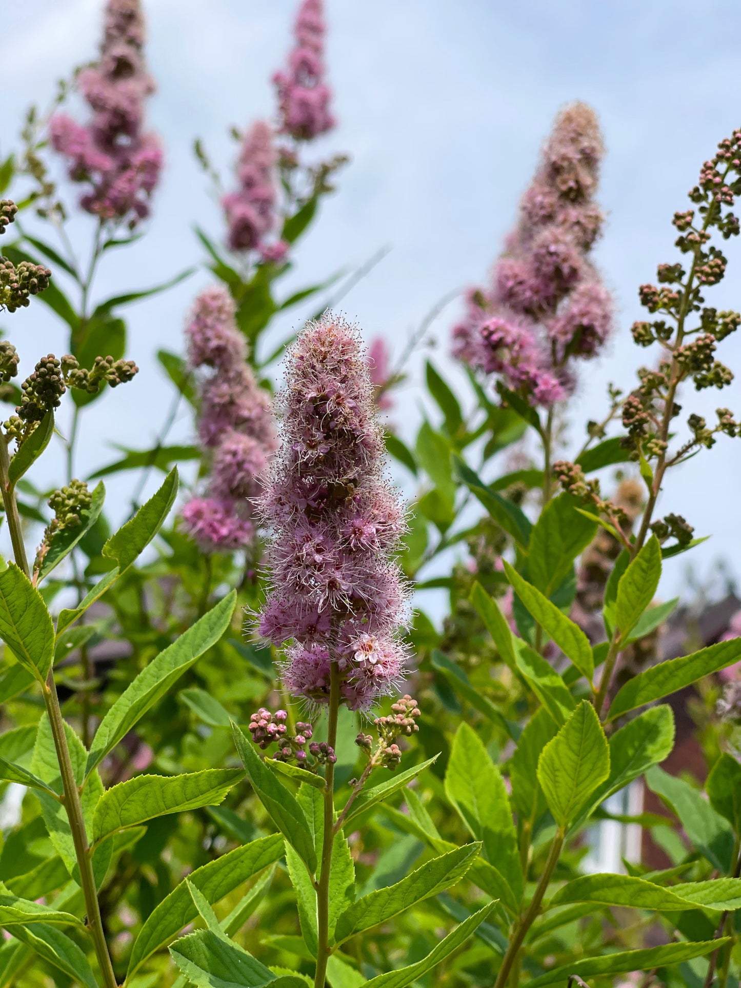 50 Pink STEEPLEBUSH Hardhack Meadow Sweet Spirea Spiraea Tomentosa Shrub Flower Seeds