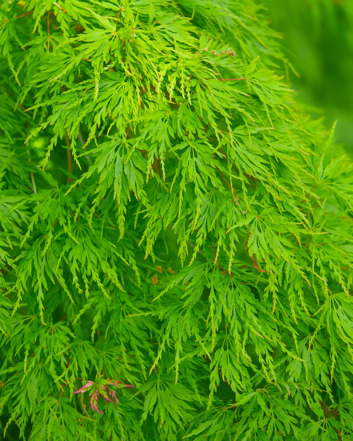 10 WEEPING LACELEAF MAPLE Japanese Acer Palmatum Dissectum Green Yello ...