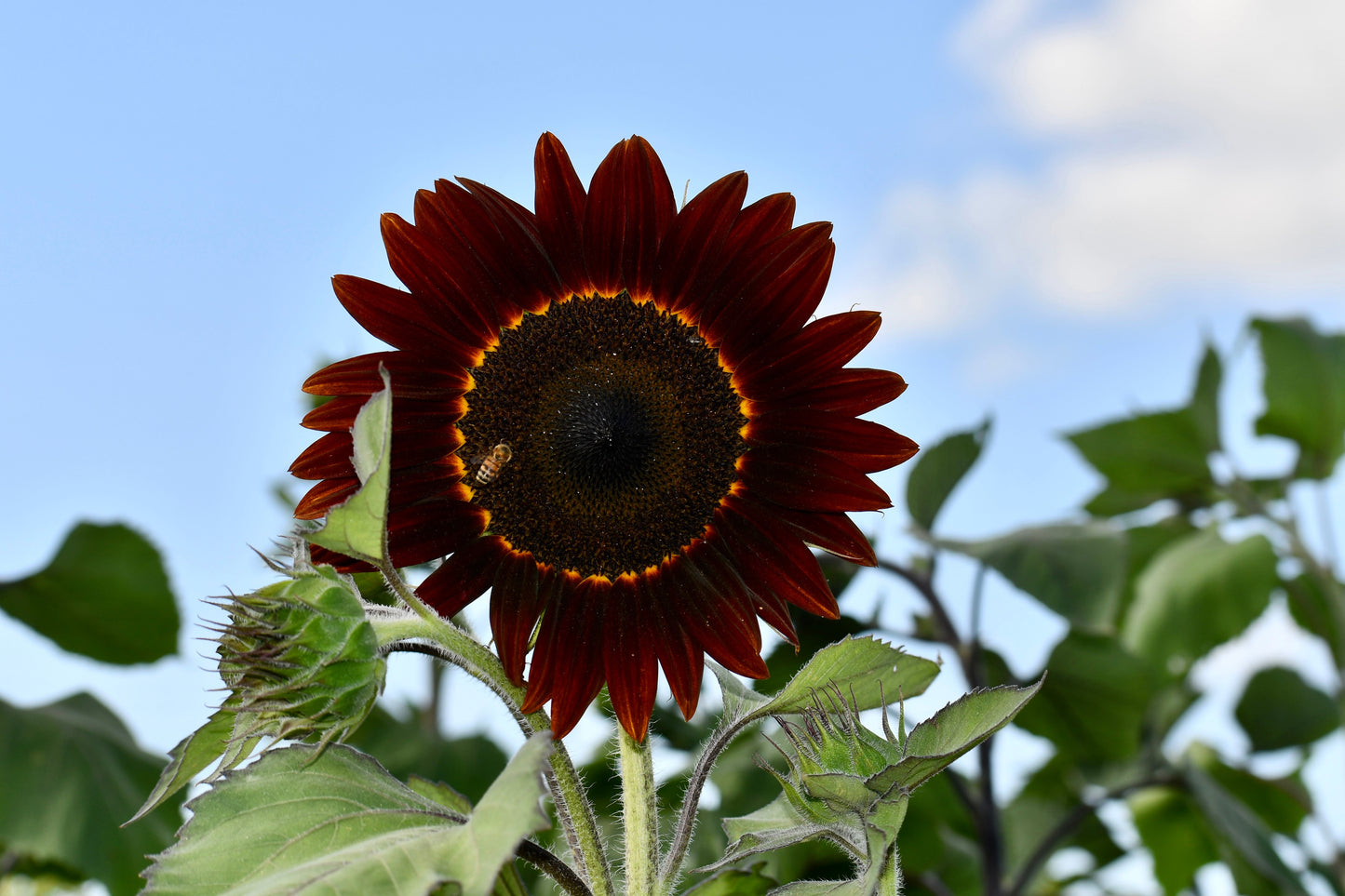 25 Red VELVET QUEEN SUNFLOWER Helianthus Annuus Flower Seeds