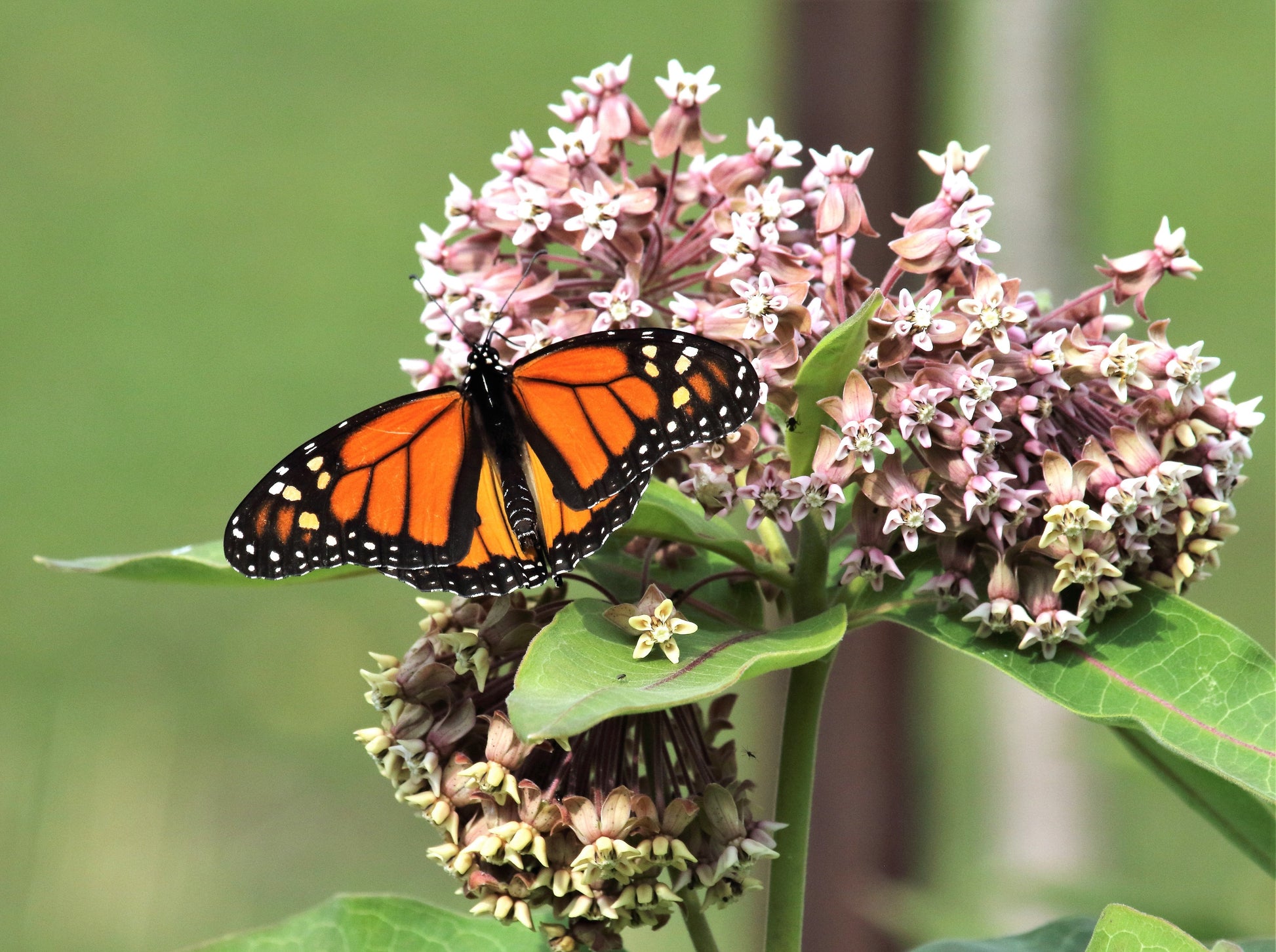 monarch butterfly flower seeds 100 PINK MILKWEED Common Asclepias Syriaca Monarch Flower Seeds – Seedville USA