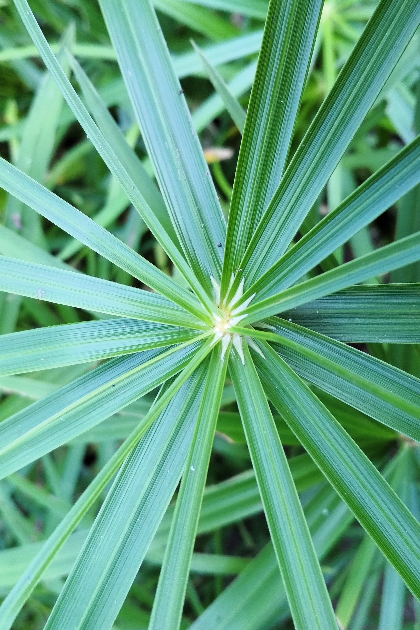 50 UMBRELLA PALM TREE Cyperus Involucratus Papayrus Sedge Seeds