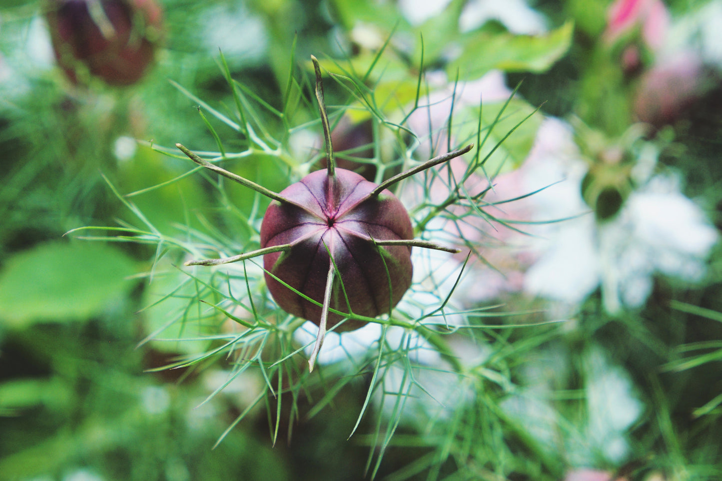 50 RED POD NIGELLA Damascena Love In A Mist aka Black Pod White Flower Seeds