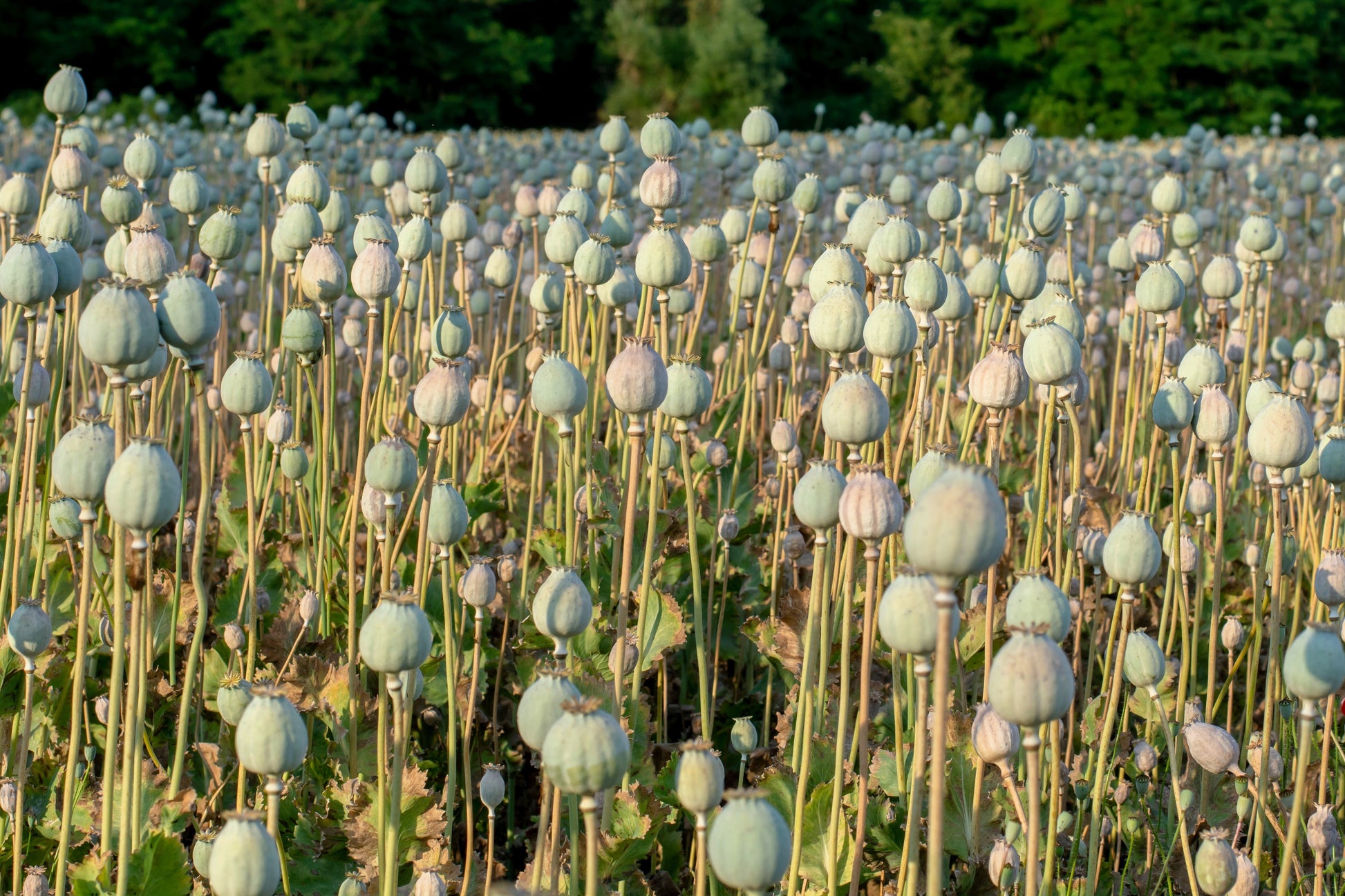 white poppy flower seeds 250 WHITE Cloud PEONY POPPY Papaver Peoniflorum Flower Seeds