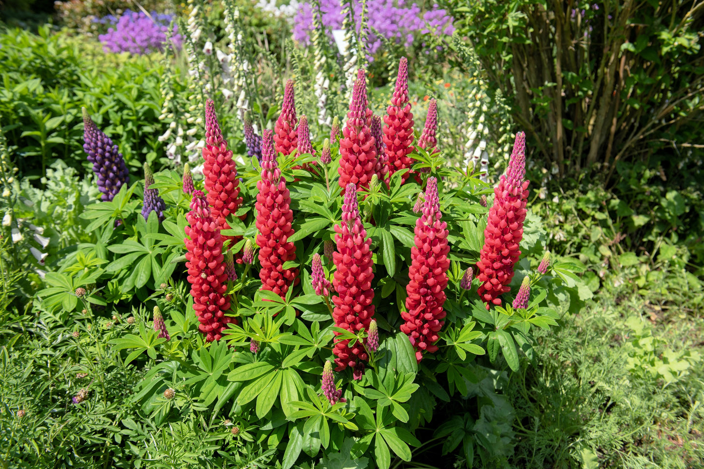 25 RED LUPINE 'My CASTLE' Lupinus Polyphyllus Scarlet Russell Lupin Band of Nobles Series Flower Seeds