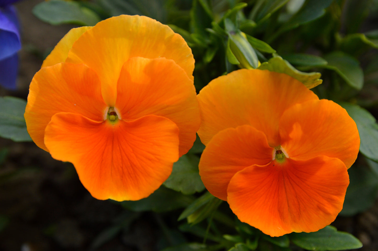 50 ORANGE SUN PANSY Swiss Giant Viola Wittrockiana Flower Seeds