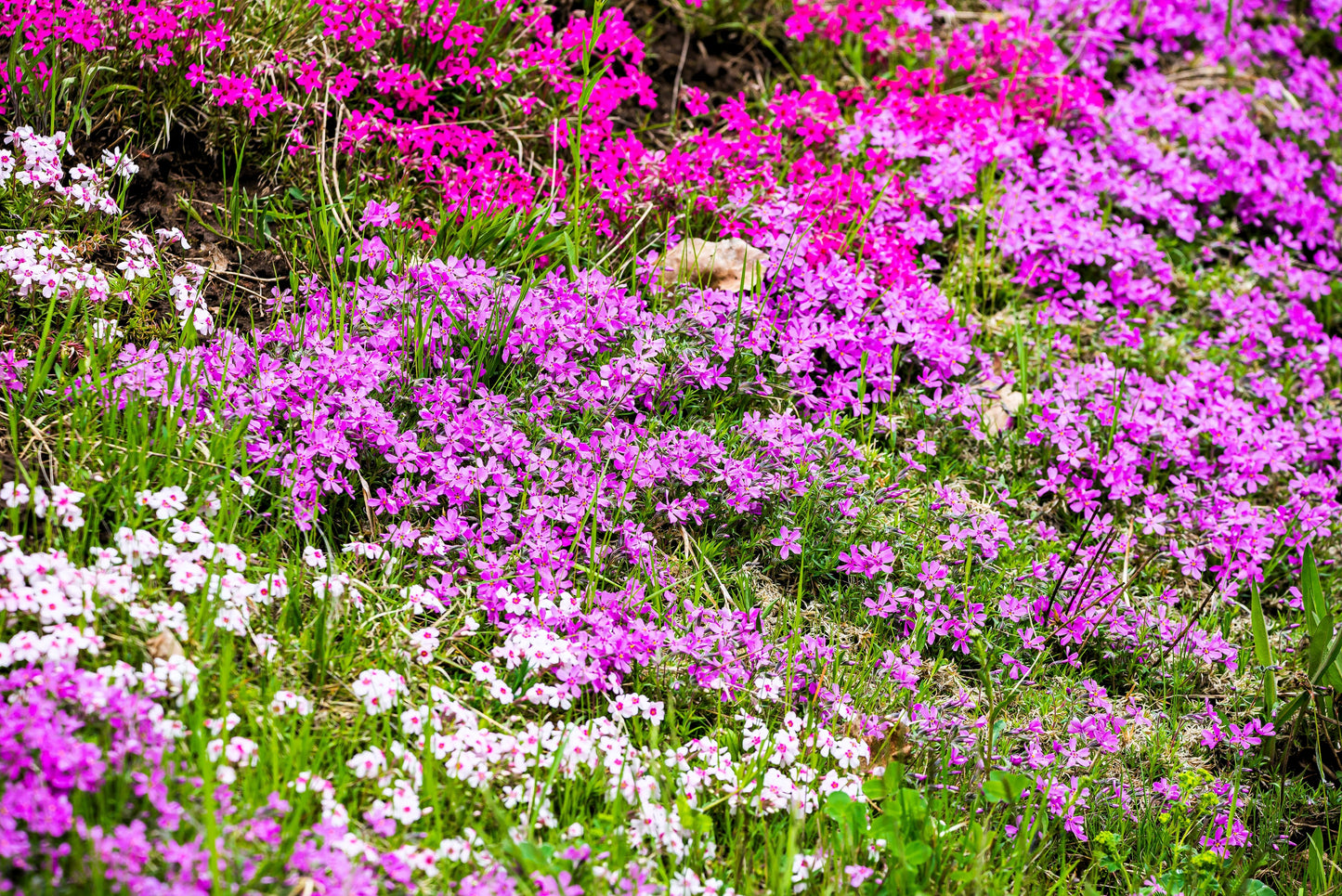 20 PRAIRIE PHLOX Pilosa Mixed Colors Pink Purple White Native Flower Seeds