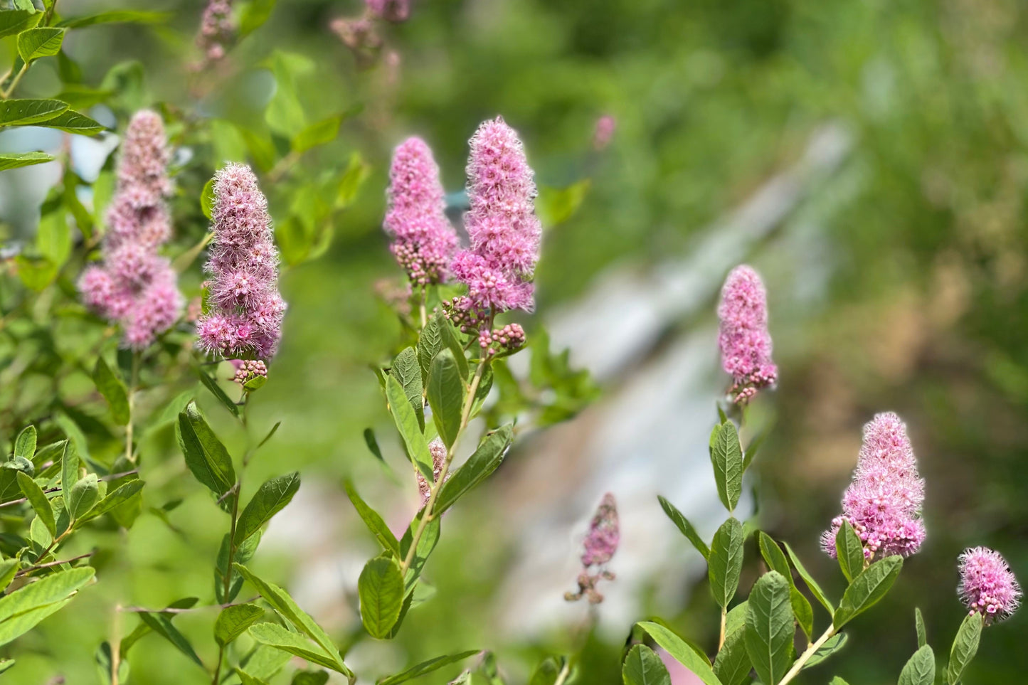 50 Pink STEEPLEBUSH Hardhack Meadow Sweet Spirea Spiraea Tomentosa Shrub Flower Seeds