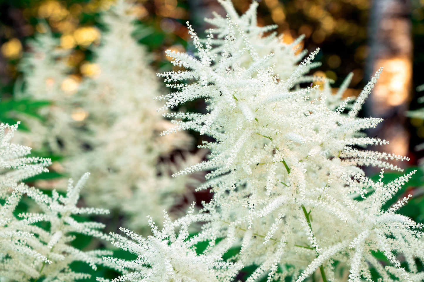 50 WHITE GOATS BEARD (like Astilbe) Aruncus Dioicus Flower Seeds