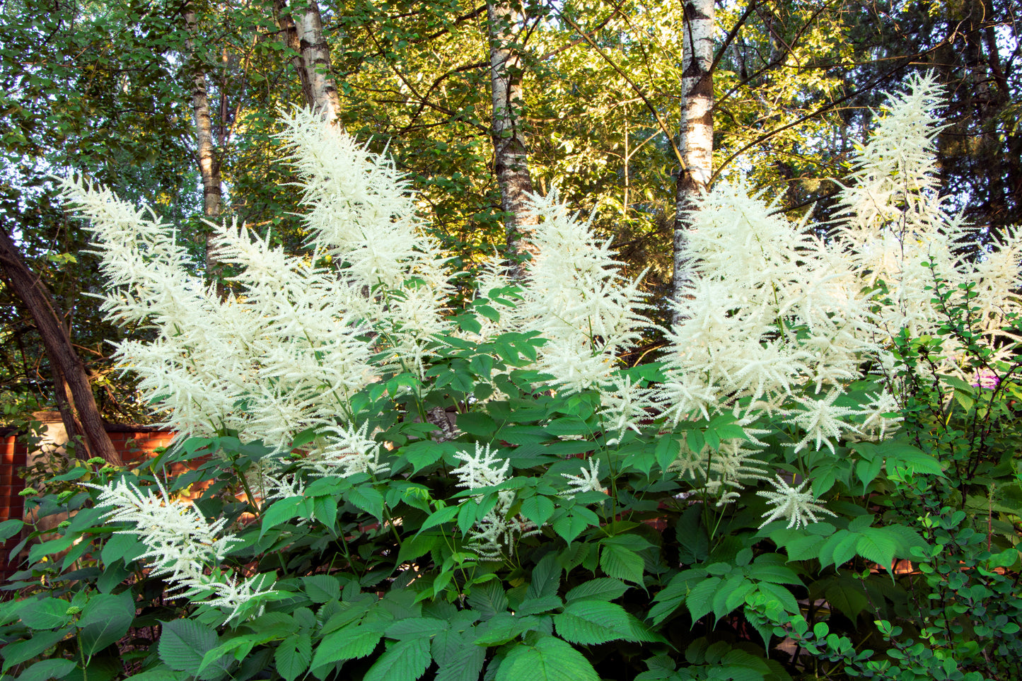 50 WHITE GOATS BEARD (like Astilbe) Aruncus Dioicus Flower Seeds