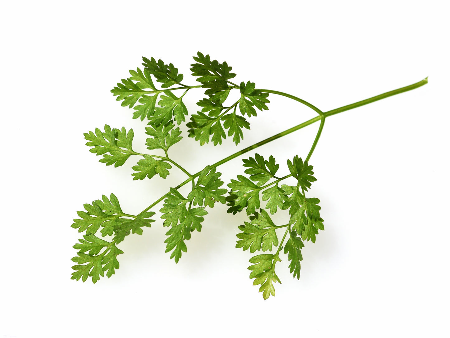 200 BRUSSELS WINTER CHERVIL Anthriscus Gourmet European Heirloom Herb Vegetable Seeds