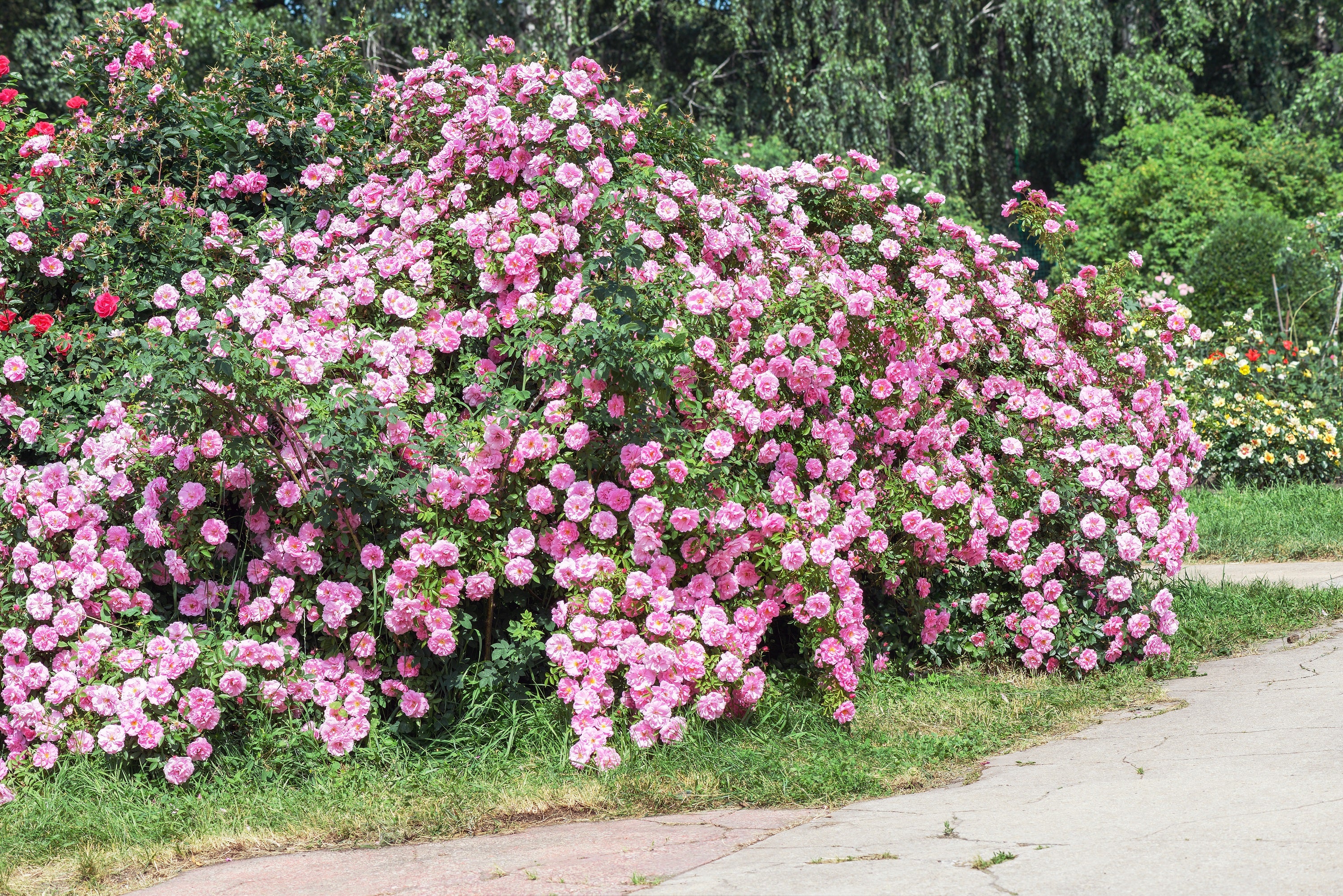 Seedville Climbing Rose Seeds - Thumbnail 4