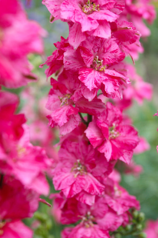 100 SUBLIME PINK LARKSPUR Consolida Ambigua Ajacis Delphinium Bright Pink Flower Seeds
