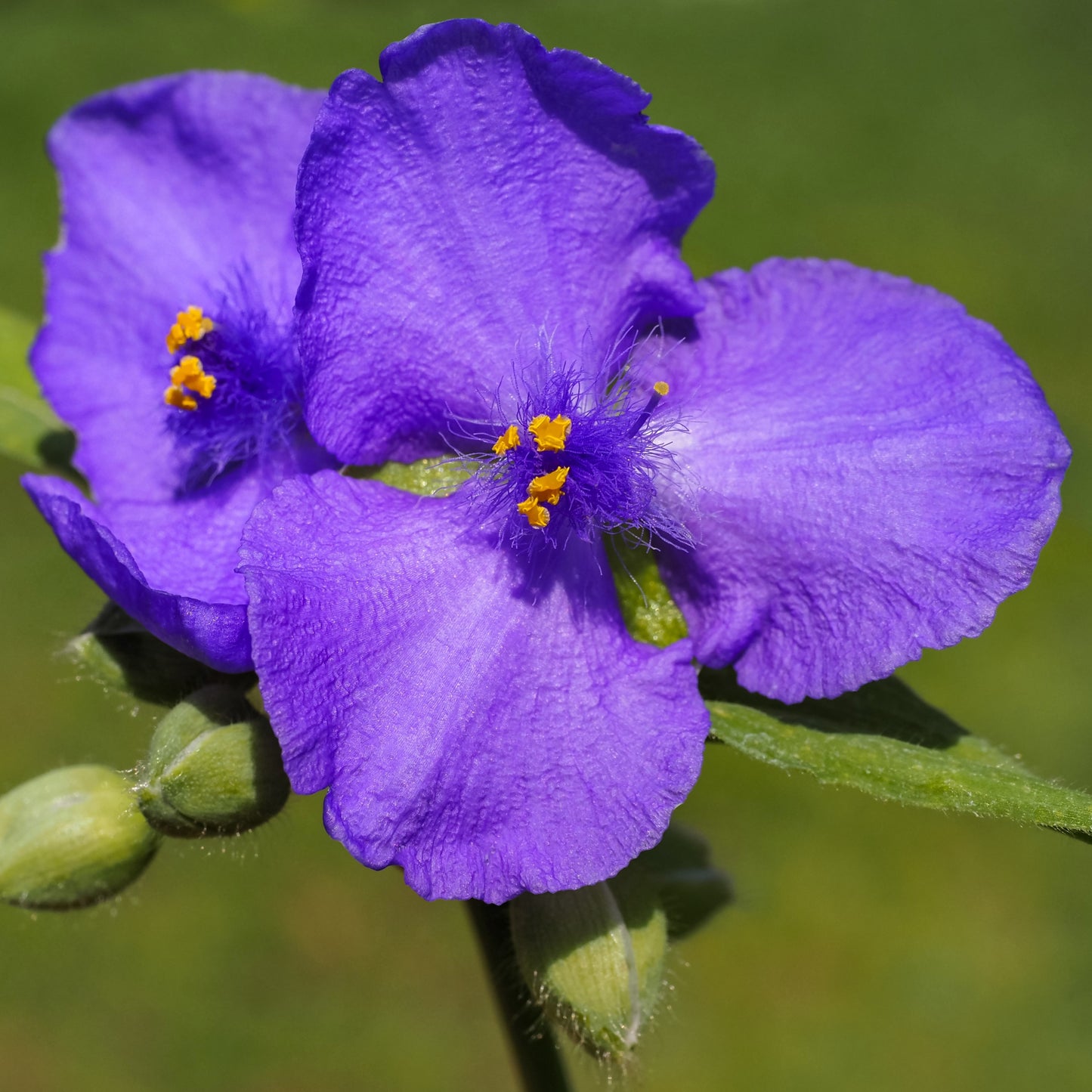 100 Purple OHIO SPIDERWORT (Widows Tears / Bluejacket) Tradescantia Ohiensis Flower Seeds