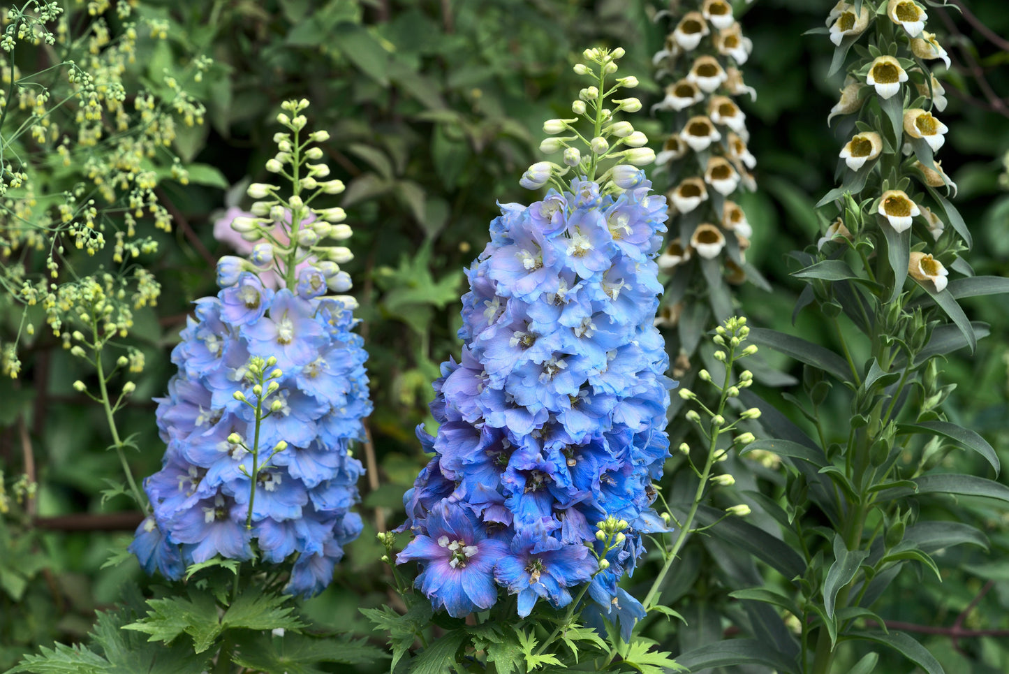 100 ROCKET LARKSPUR DELPHINIUM Consolida Giant Imperial Mixed Colors Flower Seeds